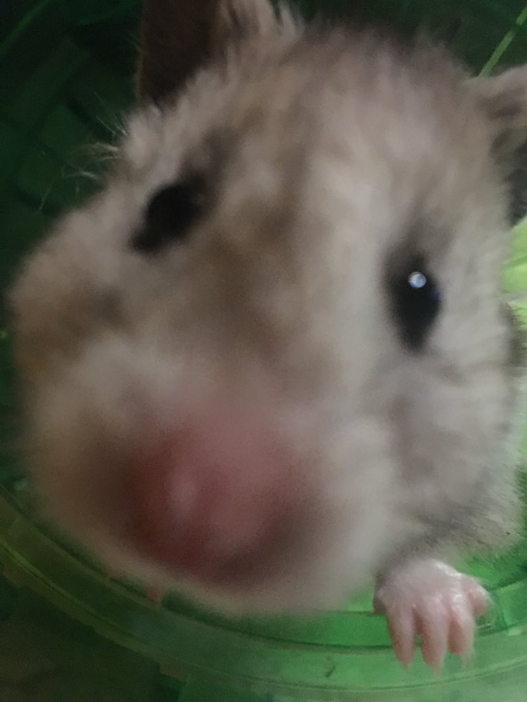 petsmartSC0073's tweet photo. Someone’s ready for her closeup! Come in and be the forever home for your new best friend with everything you need located all in one convenient place! #lifeatpetsmart @rob_ac111 @PetSmart #petsmart #smallanimals #hamsters https://t.co/EGB3vwhzqn