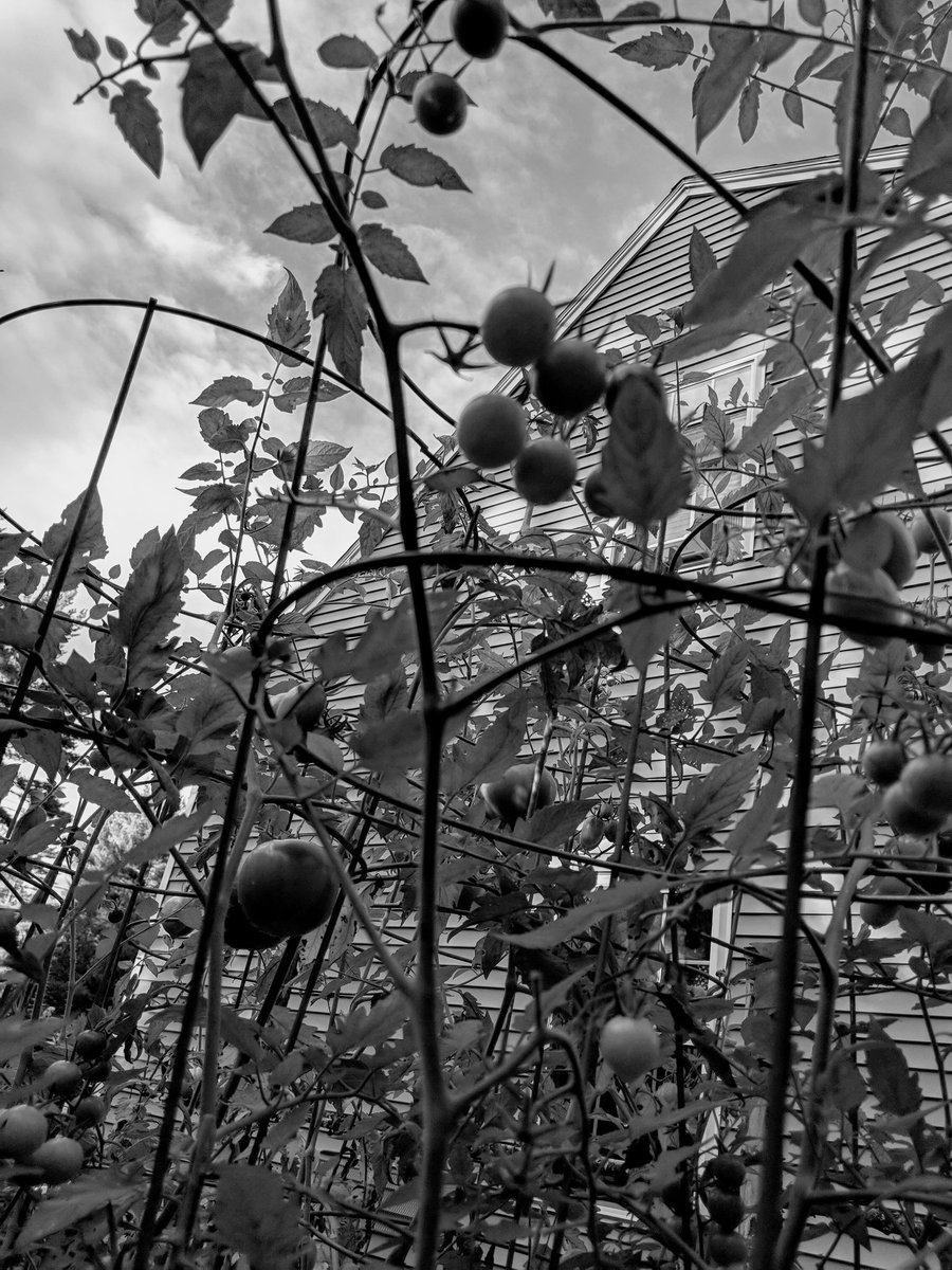 PetitePortland's tweet photo. 7 black and white photos of your life...no humans, no explanations. 
Day 2/7 https://t.co/c8cqkMtk8e