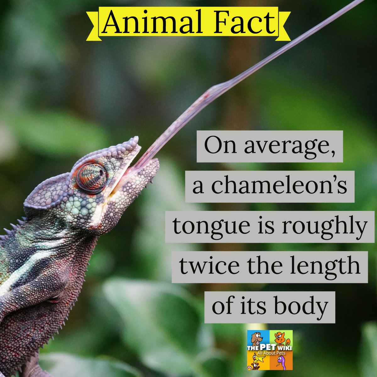 ThePetWiki's tweet photo. Animal Fact of the Day: On average, a chameleon’s tongue is roughly twice the length of its body. https://t.co/pViFFuDqfs @NationalGeoESP https://t.co/5JeluzzsKS