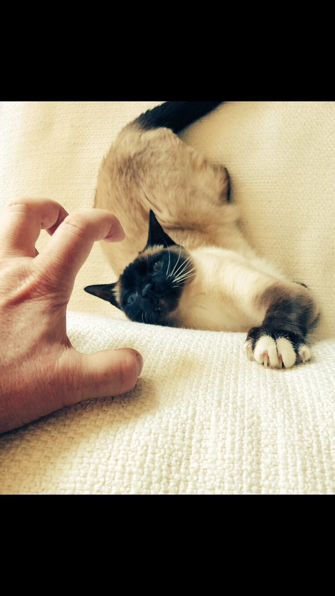rickygervais's tweet photo. Have a peaceful night. https://t.co/1eeAF2vUnB