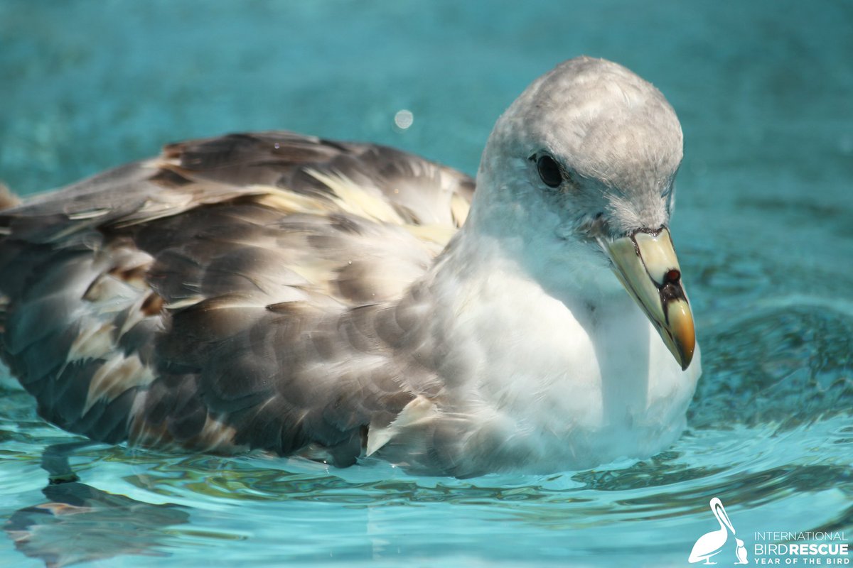 IntBirdRescue's tweet image. Northern Fulmars - in addition to surge of Common Murres we are seeing an increase in Northern Fulmars. Much like the Common Murres, the fulmars are also coming in emaciated and starving: 

givinggrid.com/emurregency/