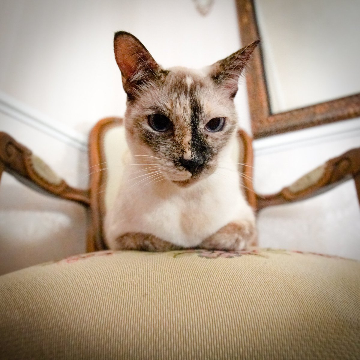 N2theTalkingCat's tweet photo. Kona is now taking applications for Bo’s replacement.  She says she’s had enough of his #tomfoolery and needs a divorce.  Please send her your best pitch.  #stinkyprincess #ineedanewroomate #ihavefeelingsofdisdaintowardsyou https://t.co/8DtAG2VBRo