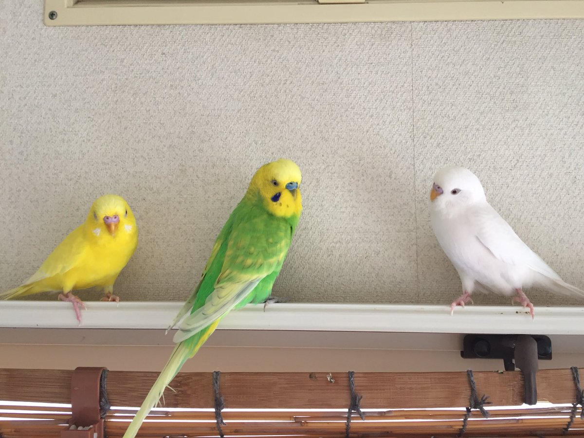 Jun En Twitter 今朝も4つの赤い目に挟まれてるよ ろく 雲 ウォリ スパングルグリーン アルビノ ルチノー セキセイインコ