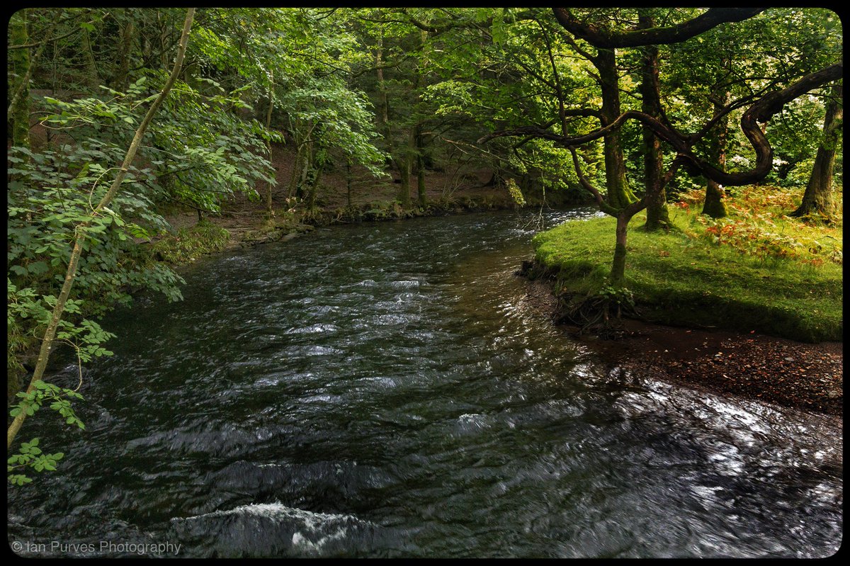 Ian_P_photo's tweet photo. Day 235. Popped to Lanthwaite Woods on the way home. This is the River Cocker #365photochallenge #day235 #northwestuk #cumbria #LakeDistrict #NotJustLakes #river #RiverCocker #trees #woods #riverbank #LanthwaiteWoods #RiverCocker #iPhone7plus @VisitEngland https://t.co/ke7Ait4H2n