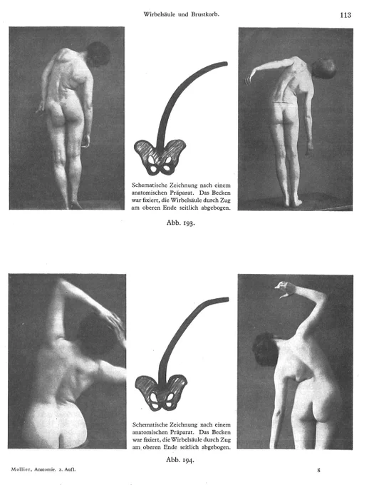 脊柱の側屈には概ね2種類ある。1つはなだらかに曲がるもの。もう1つは頸・胸・腰部の境界の可動性が高いもの。ジークフリード・モリール『造形解剖学』(1924)より。 