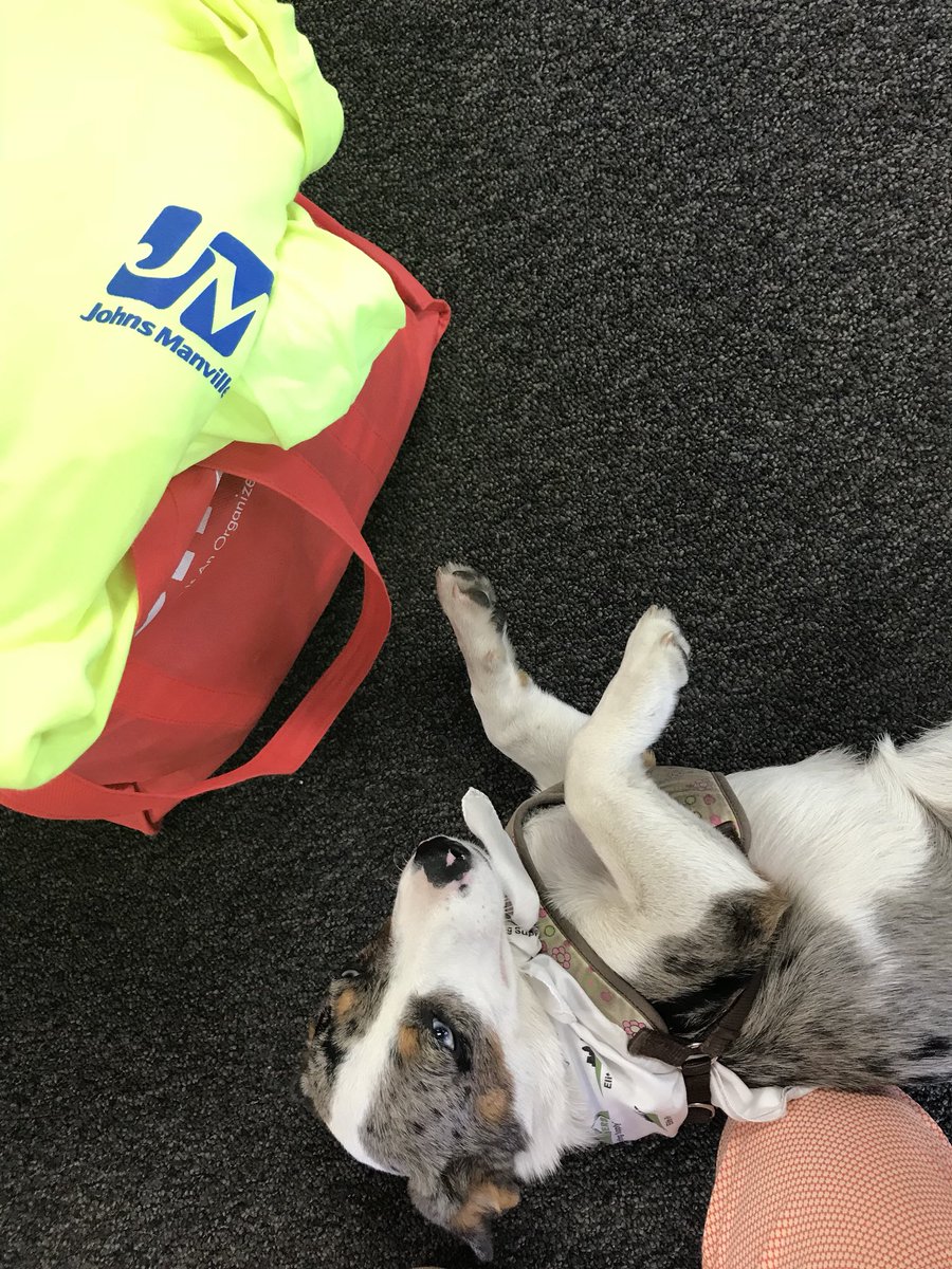 MKroge's tweet photo. Best part of the job - customers with dogs!   @JMRoofingSystem https://t.co/O1errfC2ur