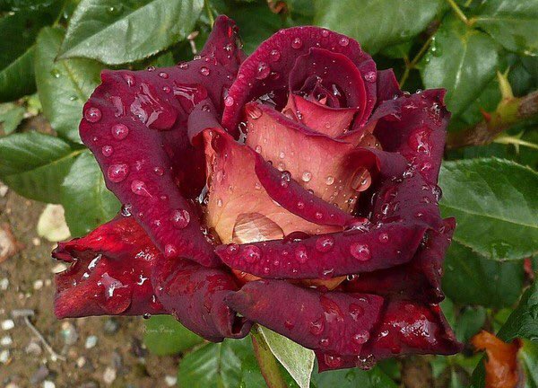 عاشق سهر الليل tweet media