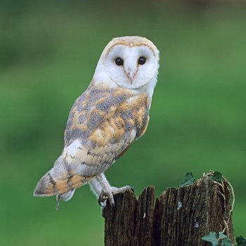Sebastian Corvette On Twitter The Barn Owl Is A Damn Fine Owl