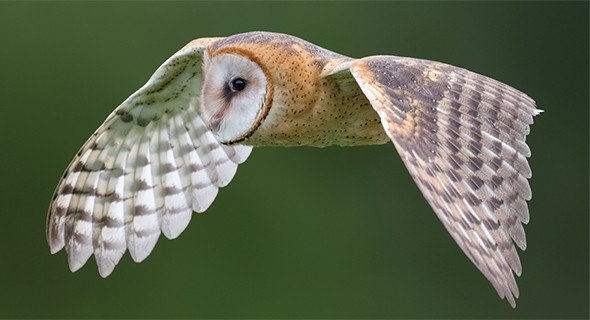 Sebastian Corvette On Twitter The Barn Owl Is A Damn Fine Owl