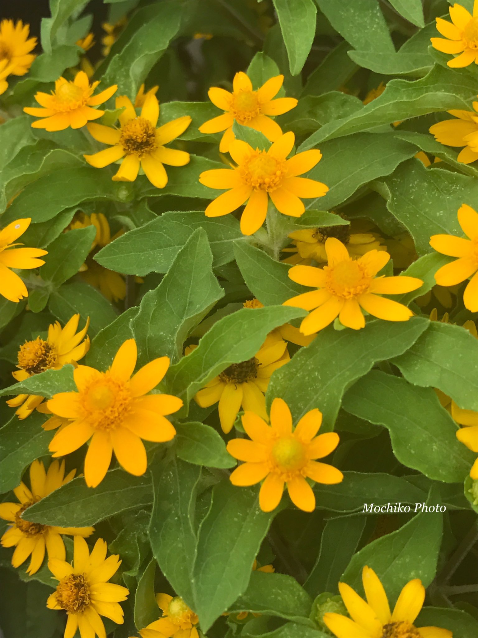 ট ইট র さくら餅子 メランポジウム キク科 メキシコ 熱帯アメリカ原産 30 40cmの草丈で 枝分かれしよく繁り 向日葵に似た小花が 初夏 秋まで次々と咲く 茎や太い直根が黒く ギリシャ語の Melas 黒い Podius 足 が語源 花言葉は 元気 あなたは可愛い