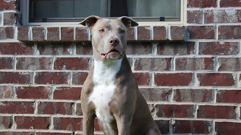 Un perro fiel salva a una niña de un pedófilo tras liberarse del bozal a mordiscos fastproducciones.com/index.php/2018…