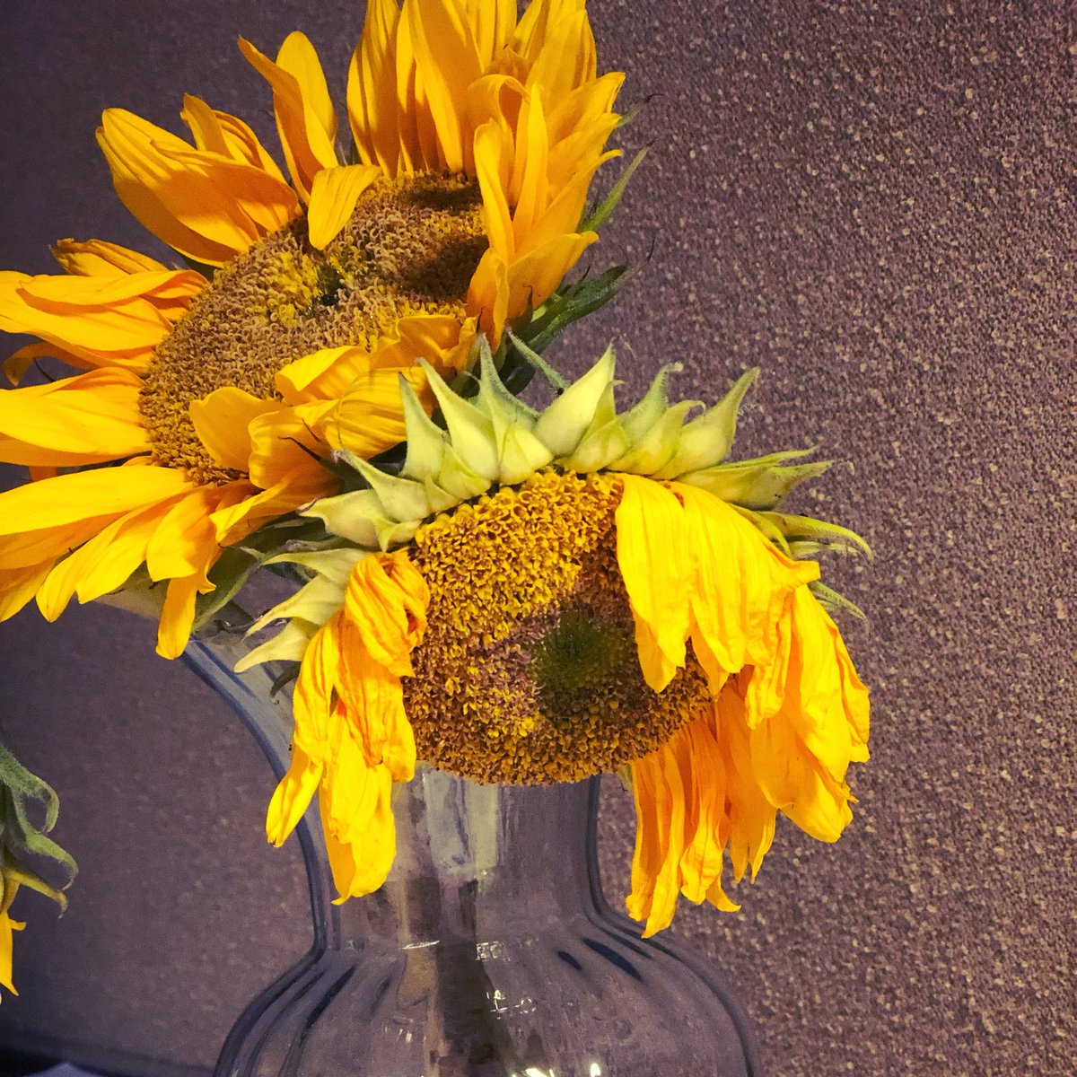 Don’t be so sad, little sunflower! Tomorrow is Friday! 🌻🤗

#Friday #TGIF #AlmostTheWeekend #Sunflowers #Mood #iphone8plus