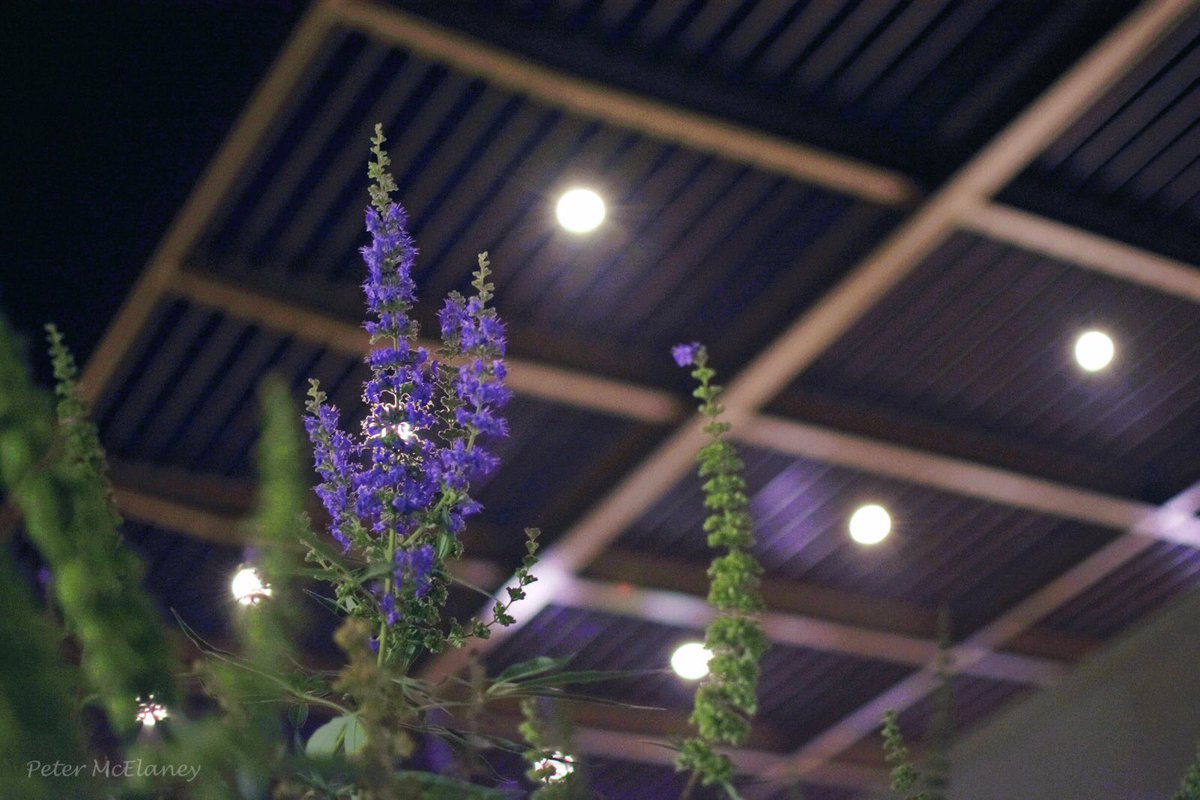 petermcelaney10's tweet image. • Aggieland after dark • @TAMU