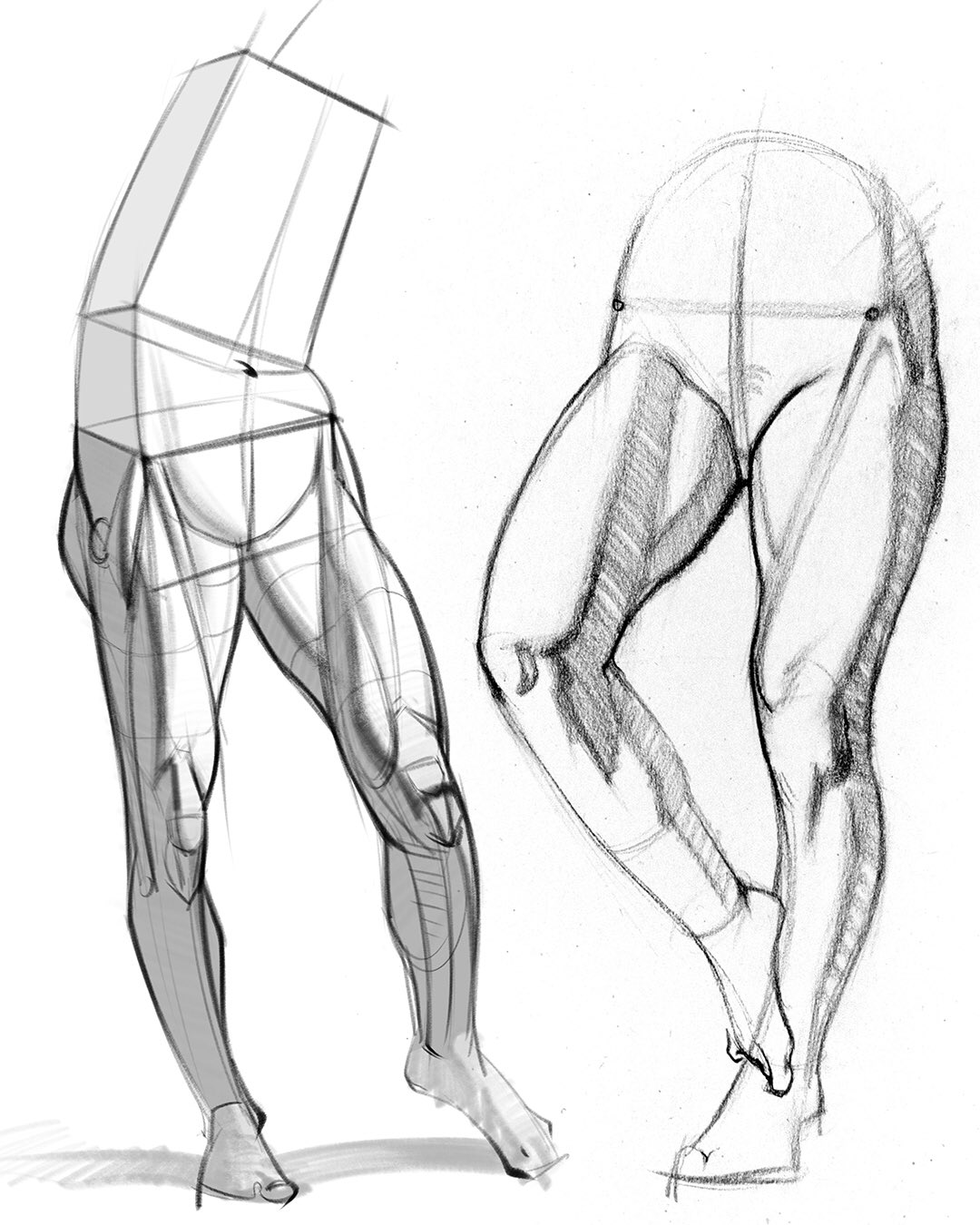 Share 67+ leg muscle sketch best - seven.edu.vn