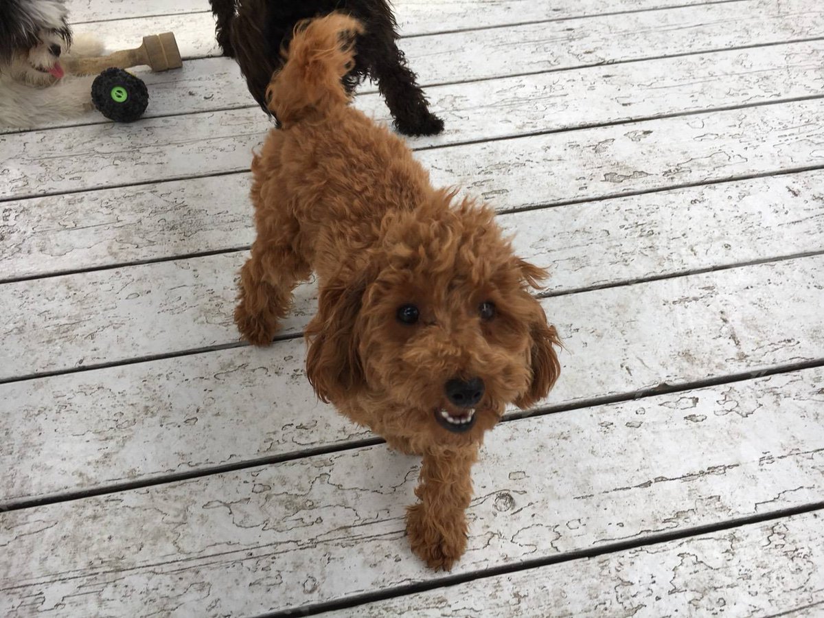 トイ プードル マキ トイプードル 犬ブログ テーマ