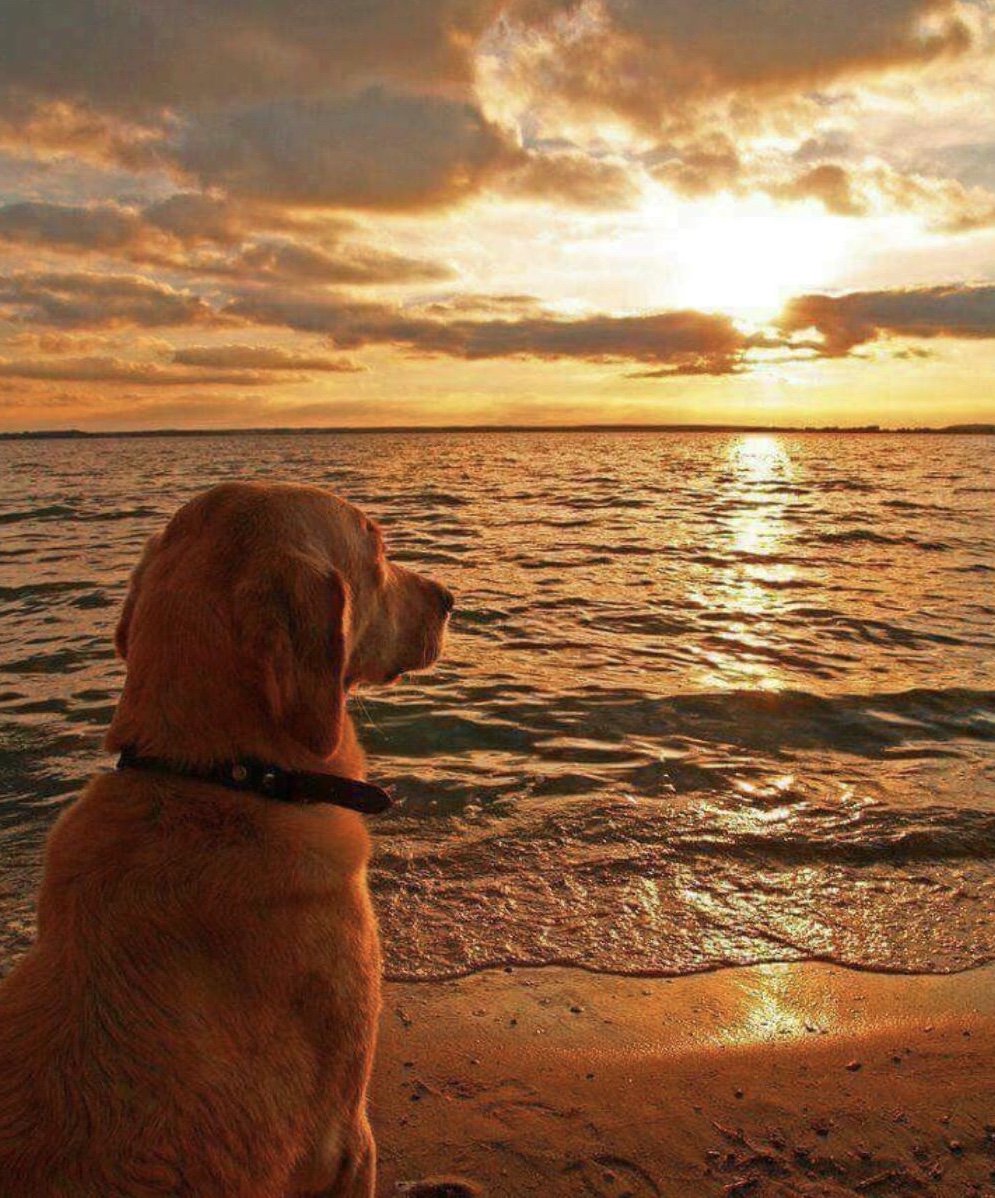 lndirecto's tweet image. Cuando tu perro se come tu tarea de filosofía