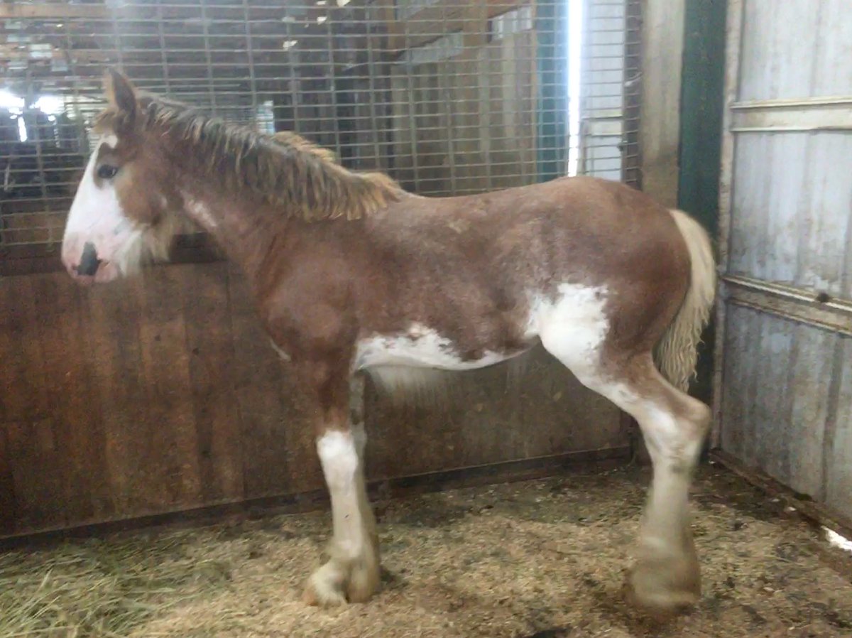 PClydesdales's tweet photo. Weaning day for this pretty girl. “Unlimited Cherry Bomb”
Sired by our H.M.H. Rockin Bentley &amp; out of Belleau W.S. Amber https://t.co/qTQde1nnhQ