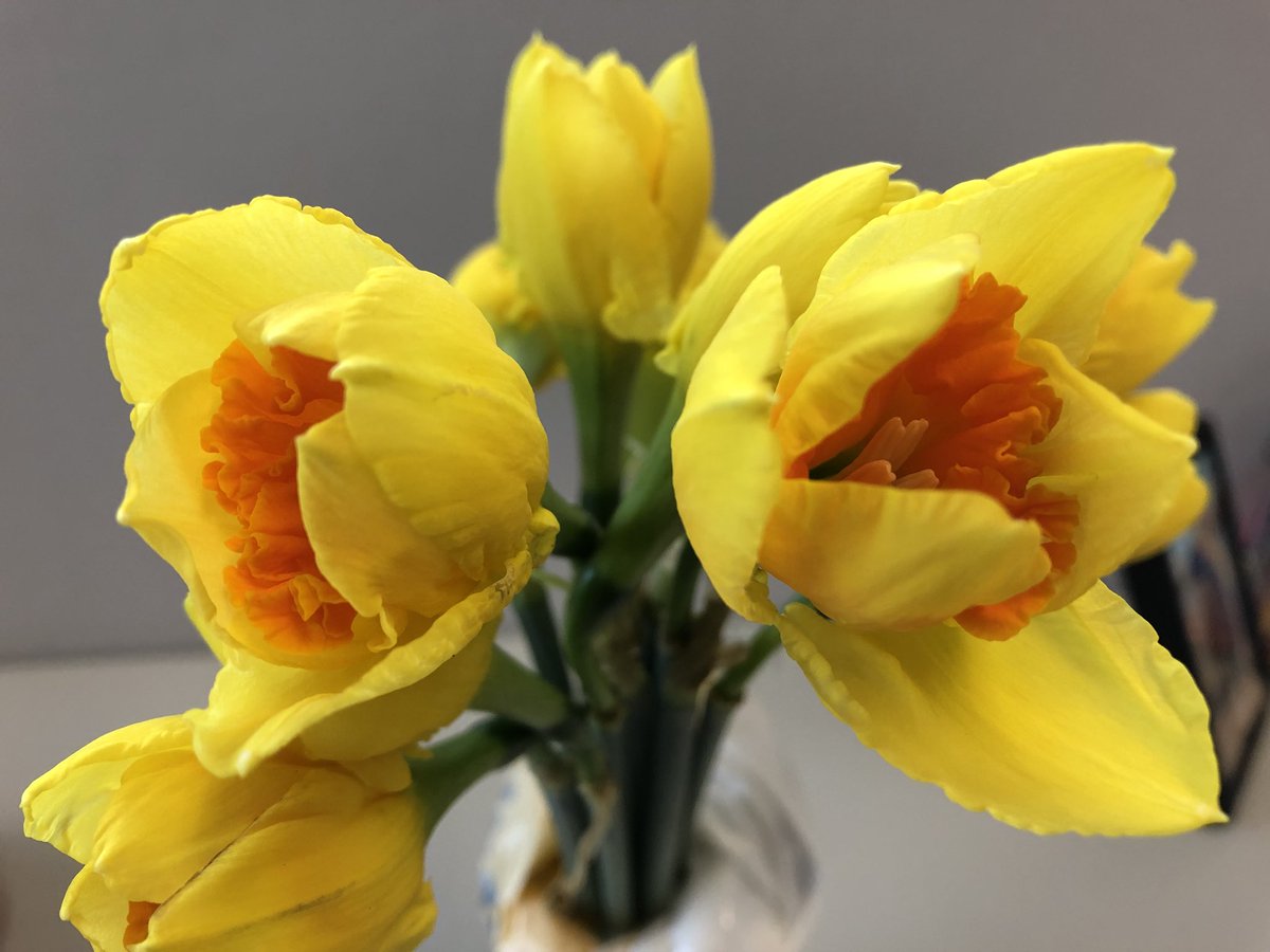 DPTLoanK's tweet photo. 🌼 Got some beautiful Daffodil from the amazing @CCNewSouthWales volunteers this morning 🌟 Incredible cause 🌟 Every single dollar goes towards striving for a cancer free future 🌼 #FeelGoodFriday #daffodilday #cancercouncil https://t.co/BrnmRKiAfR