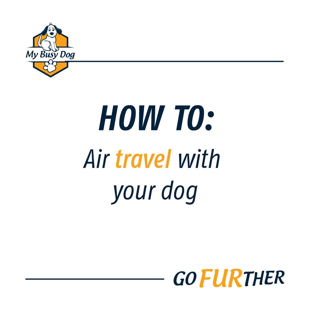 MyBusyDog's tweet photo. Planning your first airplane trip with your pup? 

Make sure you are prepared by reading up and also checking with the airline. https://t.co/UCA099QRDA https://t.co/3NwHvUBX8Z