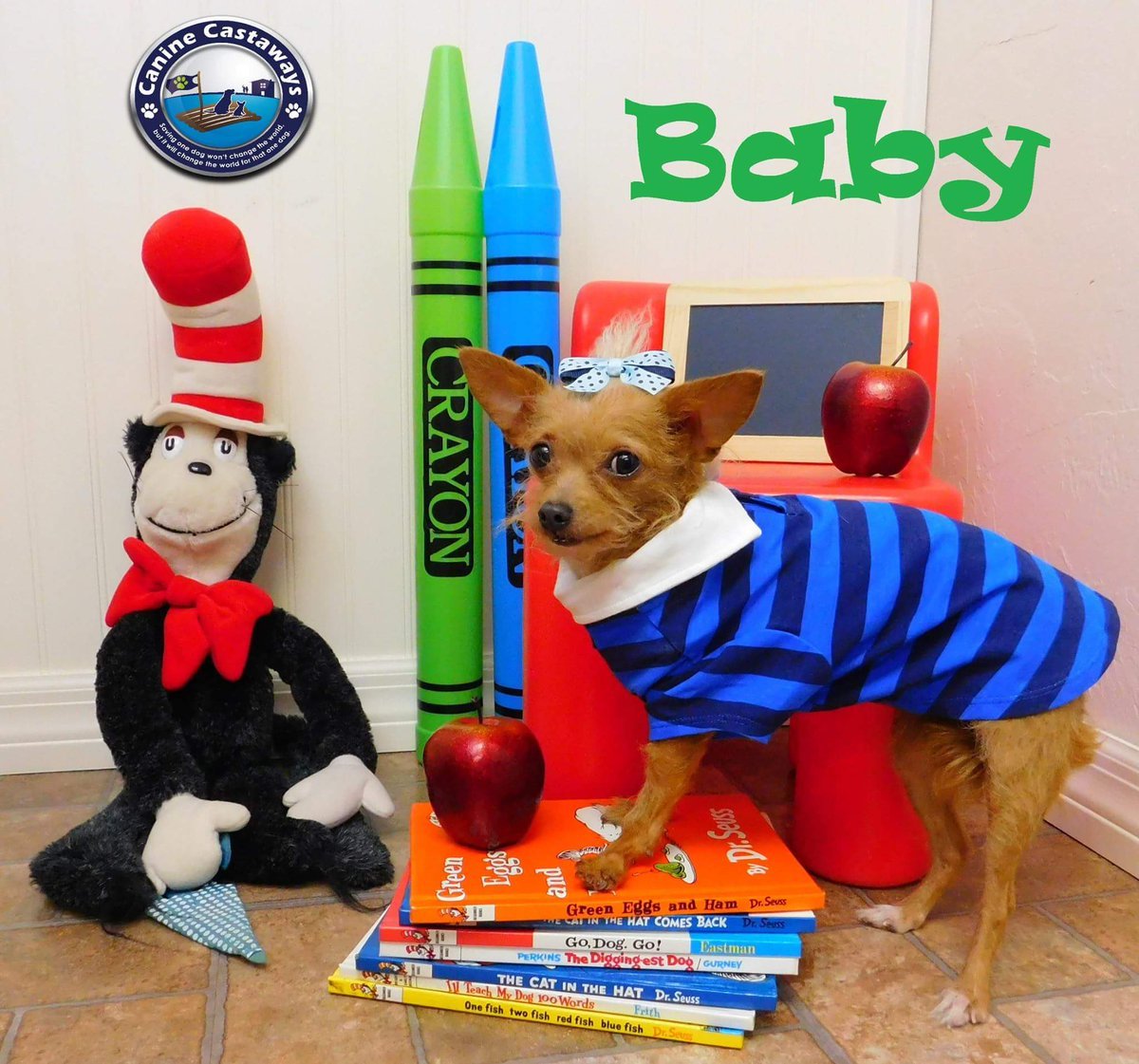 DogsByLisa's tweet image. #School #Dogs