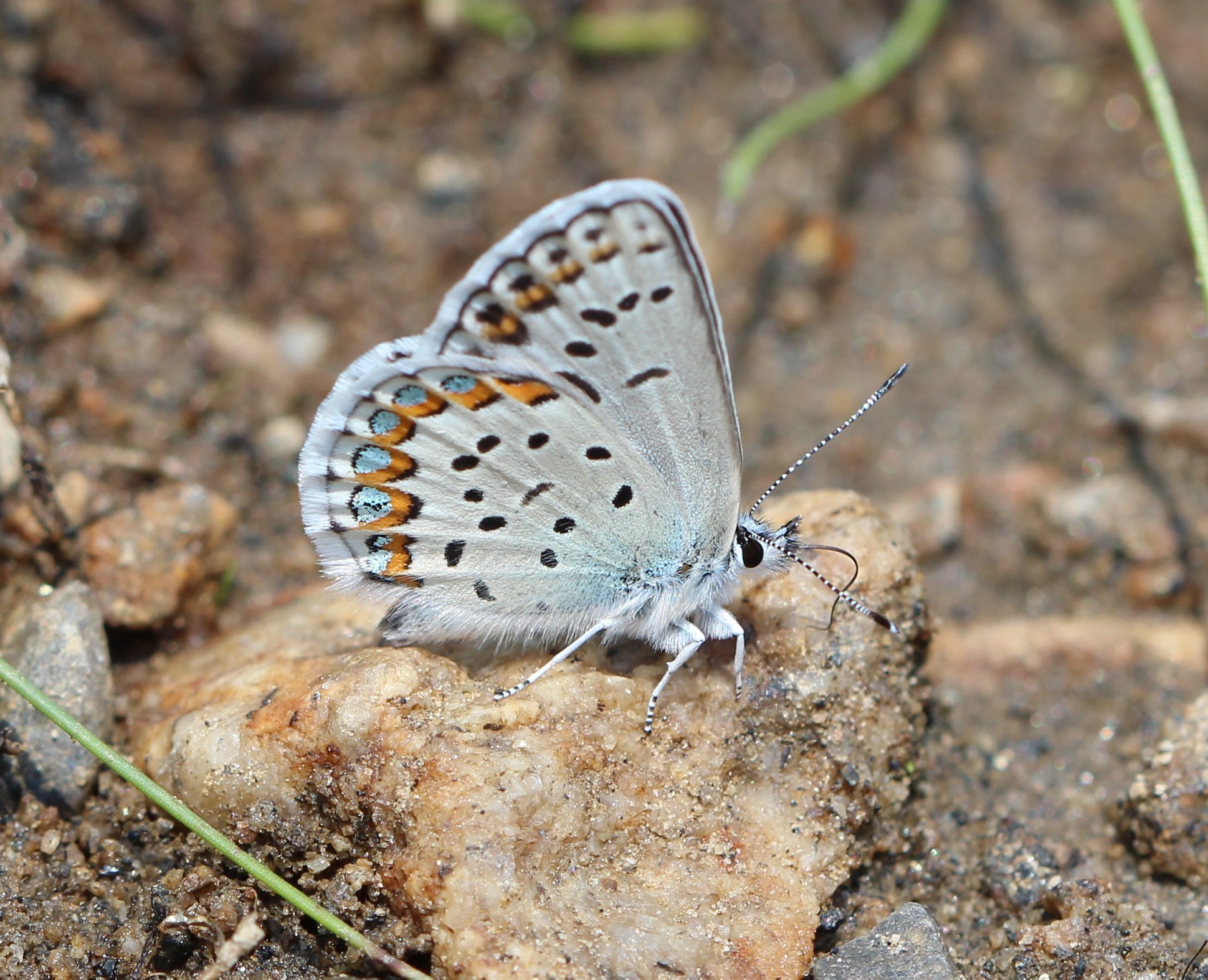 Yosemite National Park on Twitter "On July 30 Yosemite held its 8th