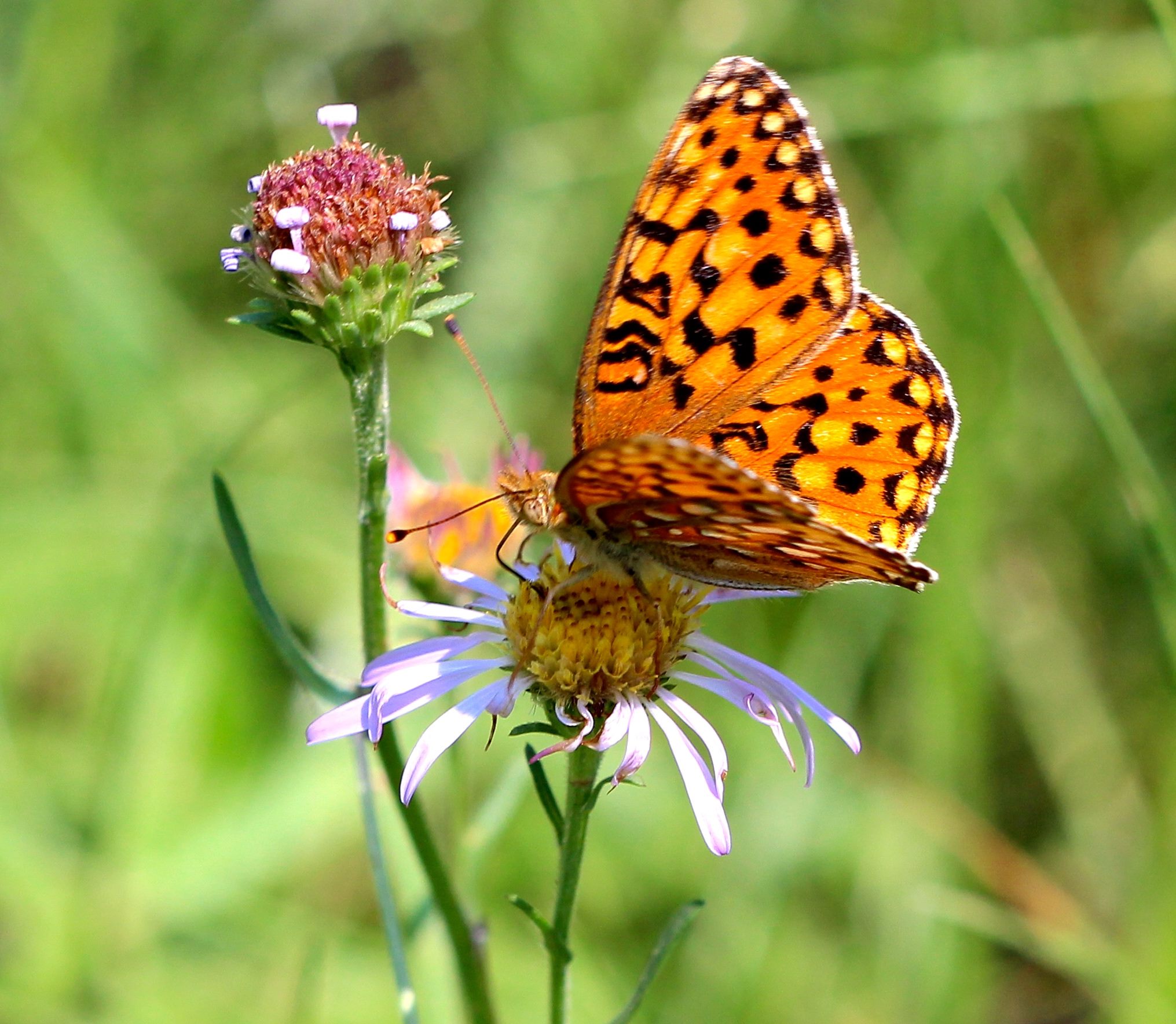 Yosemite National Park on Twitter "On July 30 Yosemite held its 8th
