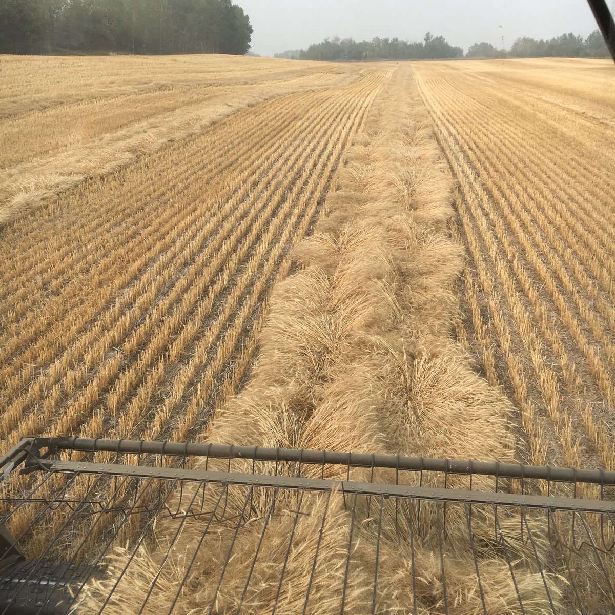 dustinsproule's tweet photo. The Wheat is dry! Put it in your bin! #Harvest18 #notbumper https://t.co/9lRxswEjxi