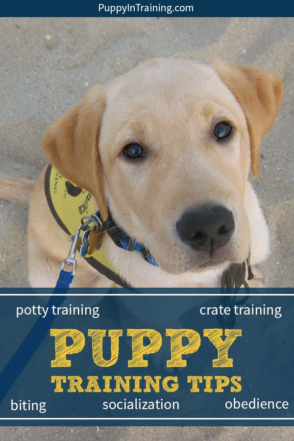PuppyInTraining's tweet photo. Some of our best puppy training tips all gathered together on one convenient page! Check it out - https://t.co/6Da9DWlBlD https://t.co/ovf6GQjofF