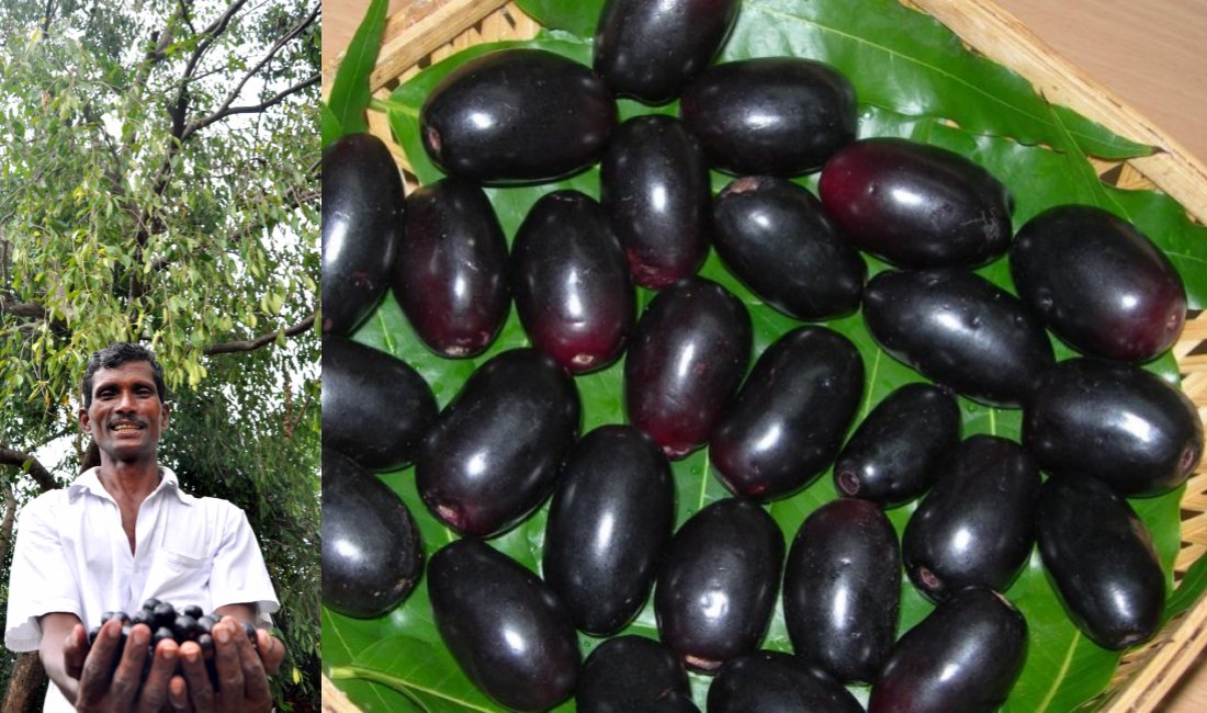 PasumaiVikatan's tweet image. பராமரிப்பில்லை... செலவில்லை... வருடத்துக்கு 13 ஆயிரம் வருமானம் தரும் கேரள நாவல் மரம்! #JavaPlum bit.ly/2o7jlC4