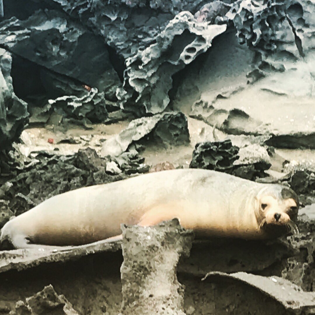 unleashedltc's tweet photo. VIP life + Galapagos Island adventure = a @Silversea cruise! We just love the wonderful pics our clients shared with us as they explored in luxury with knowledgeable guides to provide them with a new, extraordinary adventure every day! #unleashedltc #luxury #adventure #cruise https://t.co/SuaMVQGrjw