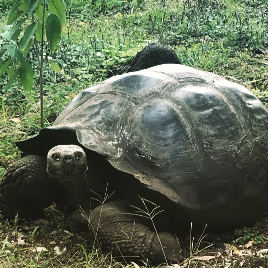unleashedltc's tweet photo. VIP life + Galapagos Island adventure = a @Silversea cruise! We just love the wonderful pics our clients shared with us as they explored in luxury with knowledgeable guides to provide them with a new, extraordinary adventure every day! #unleashedltc #luxury #adventure #cruise https://t.co/SuaMVQGrjw