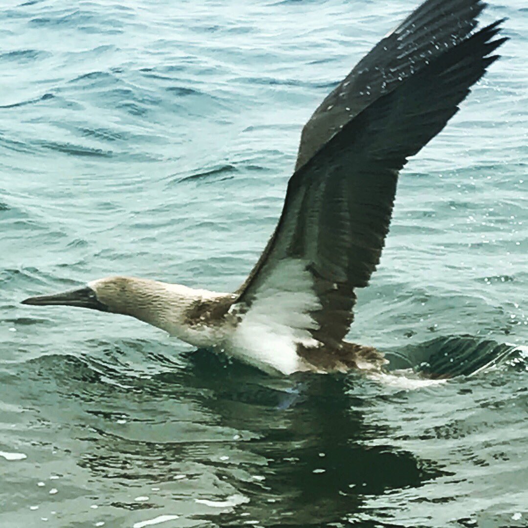 unleashedltc's tweet photo. VIP life + Galapagos Island adventure = a @Silversea cruise! We just love the wonderful pics our clients shared with us as they explored in luxury with knowledgeable guides to provide them with a new, extraordinary adventure every day! #unleashedltc #luxury #adventure #cruise https://t.co/SuaMVQGrjw