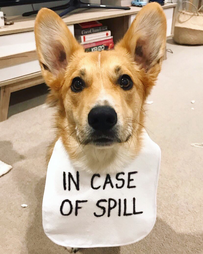 CanberraCorgi's tweet photo. @triplejHack I’m ready to lead the people https://t.co/gz30PvXYj3