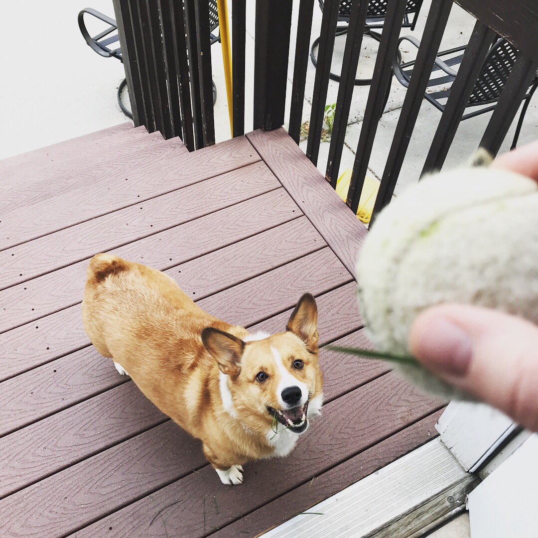 liadantaru's tweet photo. I’m a corgi and this is crazy, but here’s my ball #throwitmaybe #fetch #corgi #corgisoftwitter https://t.co/usUE3sNX1y