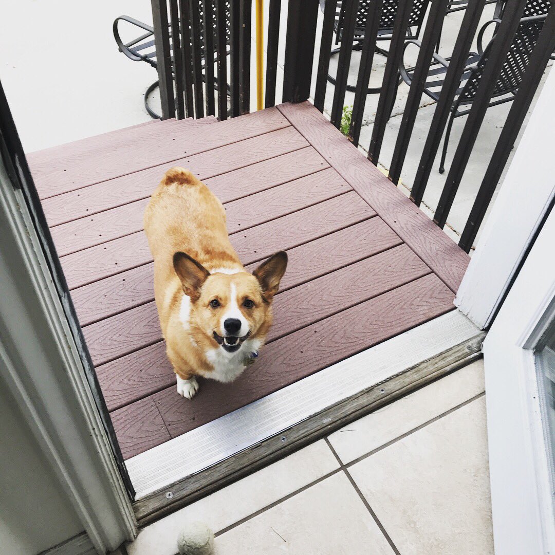 liadantaru's tweet photo. I’m a corgi and this is crazy, but here’s my ball #throwitmaybe #fetch #corgi #corgisoftwitter https://t.co/usUE3sNX1y