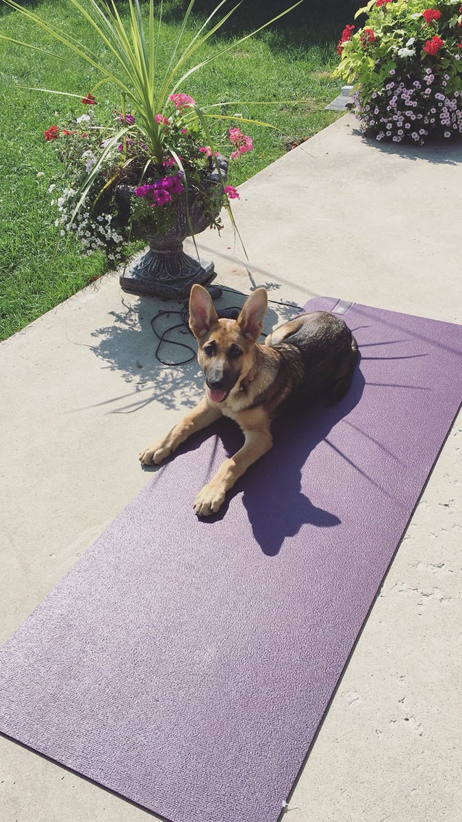 brookeebliss's tweet photo. I have quite the #yoga partner! 🐶💕 #puppylove #downdog https://t.co/ScBx075480
