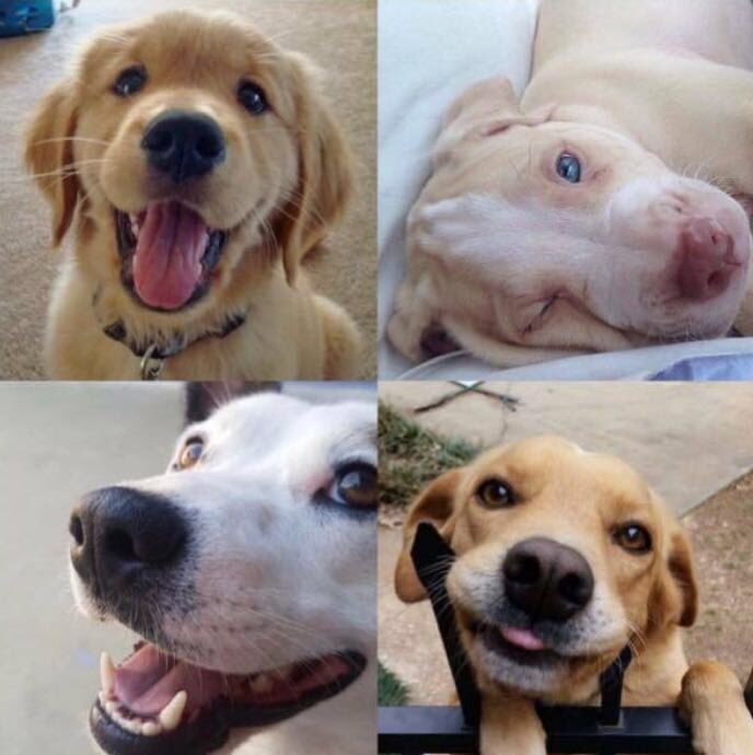 Eles são melhores que muita gente por aí