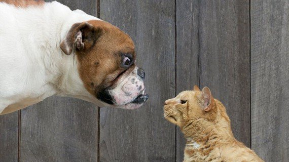 #Cat People Vs. #Dog People: Can’t We All Get Along?
huffingtonpost.com/entry/cat-peop…