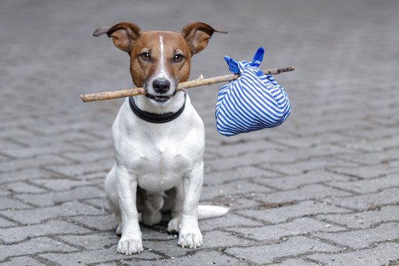 10 Tips From the #Pet Pros: How to Find the Right #Vet for your #Dog or #Cat After a Move
huffingtonpost.com/entry/10-tips-…