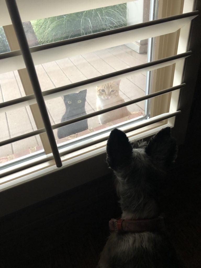 pgwhitley's tweet photo. @dog_feelings They torment us thru the window. https://t.co/XY0hcW0zLb