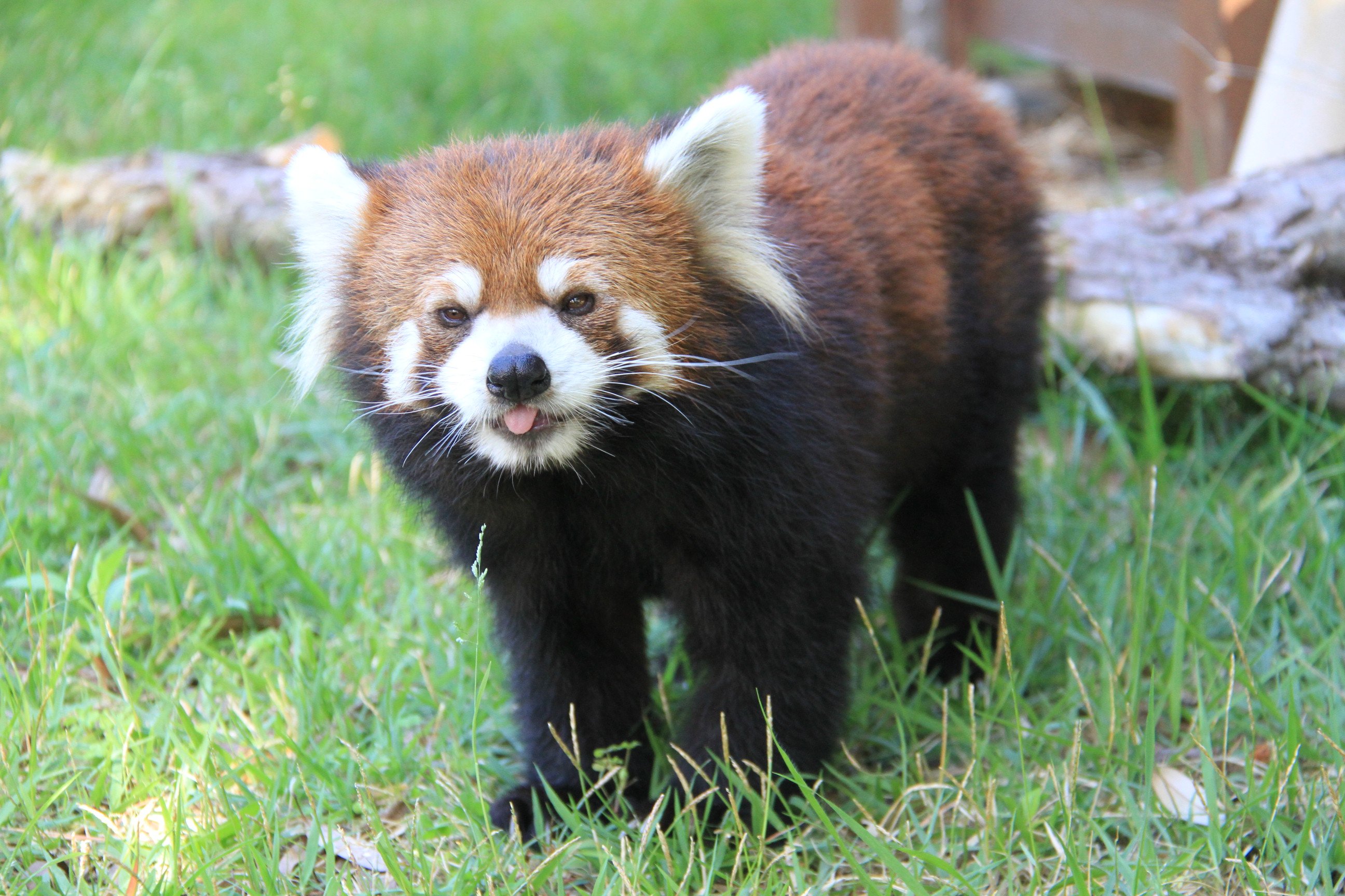 レッサーパンダ 静岡市立日本平動物園 on X: 