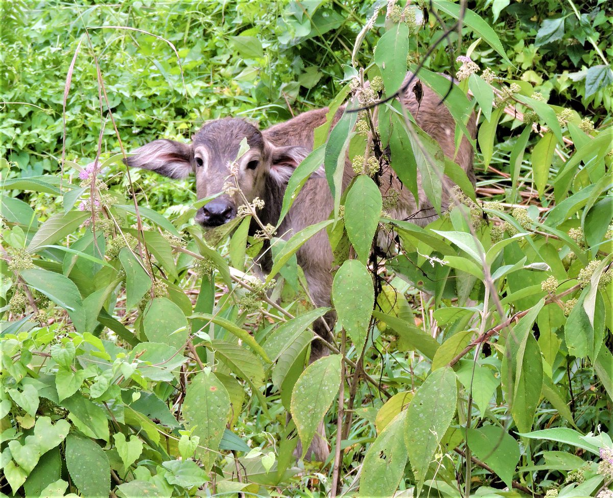 WWFNepal's tweet photo. And it's a boy! 👏
DOUBLE win for #WildWaterBuffalo in #Chitwan National Park as a male calf born just yesterday joins its female counterpart! The 2⃣ new kids on the block hold promise for new #Arna population of Chitwan translocated in 2017.
@USAIDNepal #HariyoBanProgram https://t.co/8W8d96o6pw