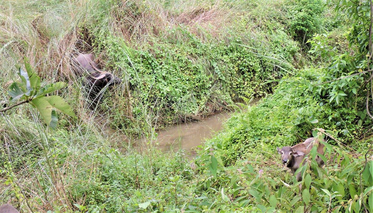 WWFNepal's tweet photo. And it's a boy! 👏
DOUBLE win for #WildWaterBuffalo in #Chitwan National Park as a male calf born just yesterday joins its female counterpart! The 2⃣ new kids on the block hold promise for new #Arna population of Chitwan translocated in 2017.
@USAIDNepal #HariyoBanProgram https://t.co/8W8d96o6pw