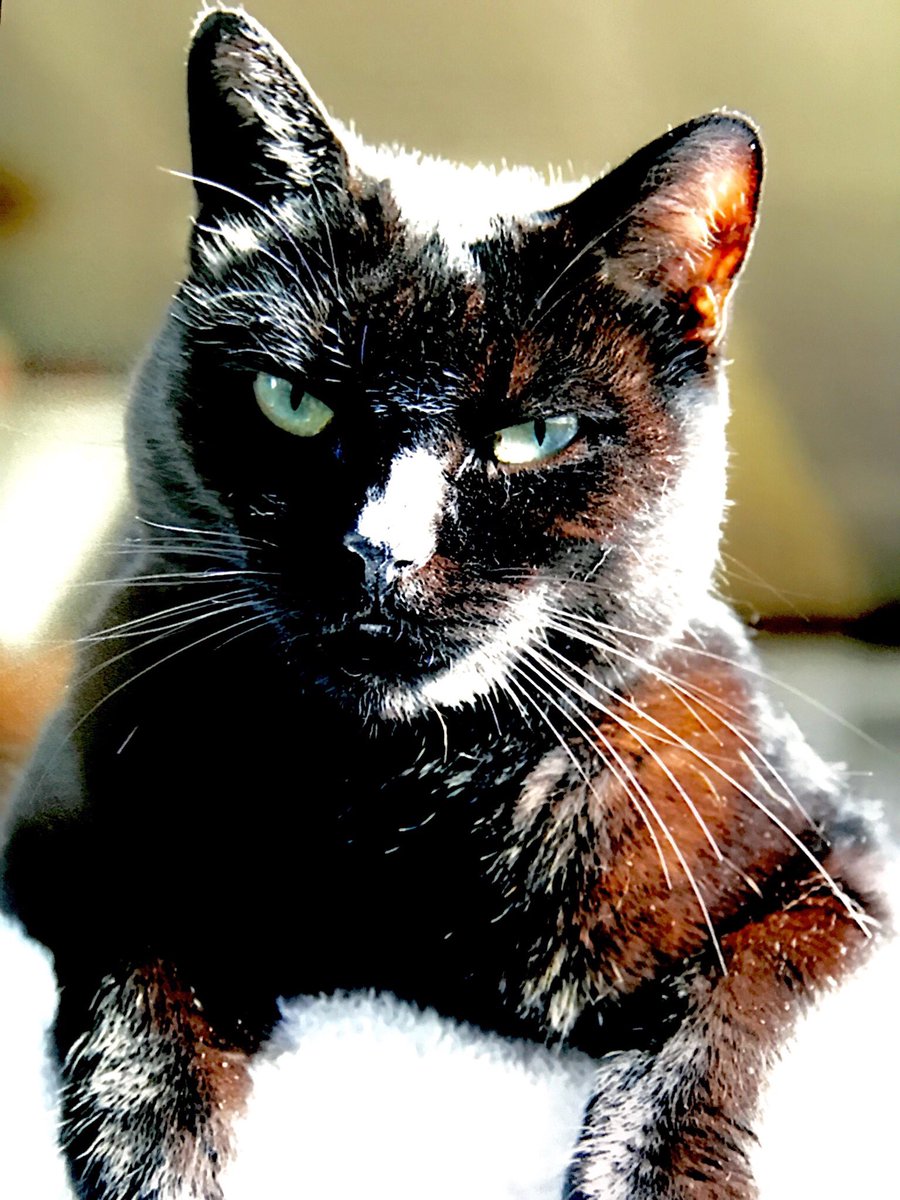 うちの猫が1番可愛い