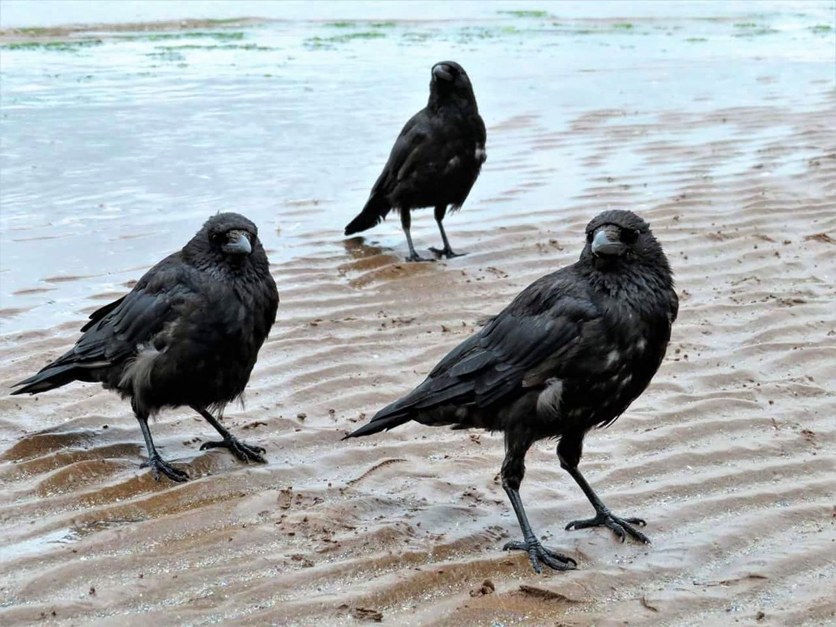 Totnesbabe's tweet photo. #crows #torquaycrows https://t.co/iRN8MBv1dX