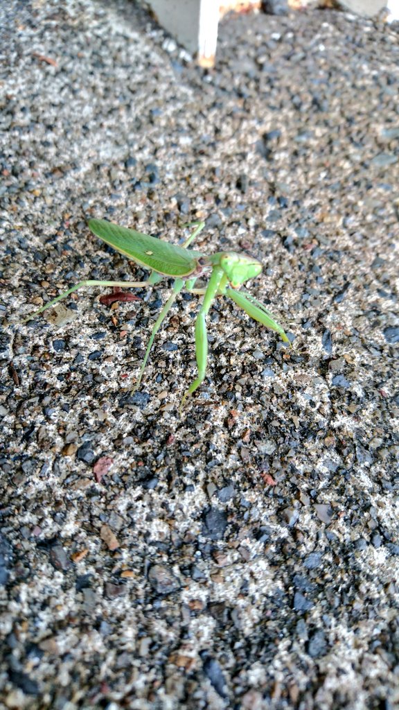 山田悠介 A Twitteren おはよウヴァ カマキリ見つけたよ 虫を見ると 図らずも愛しい気持ちになるね 仮面ライダーオーズ