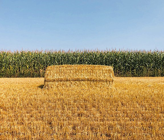 Pacific_Ag's tweet photo. Still life of #wheatstraw bale assessing this year's corn crop. #cropresidue #sustainablefarming #cowchow https://t.co/g1JnY054hR