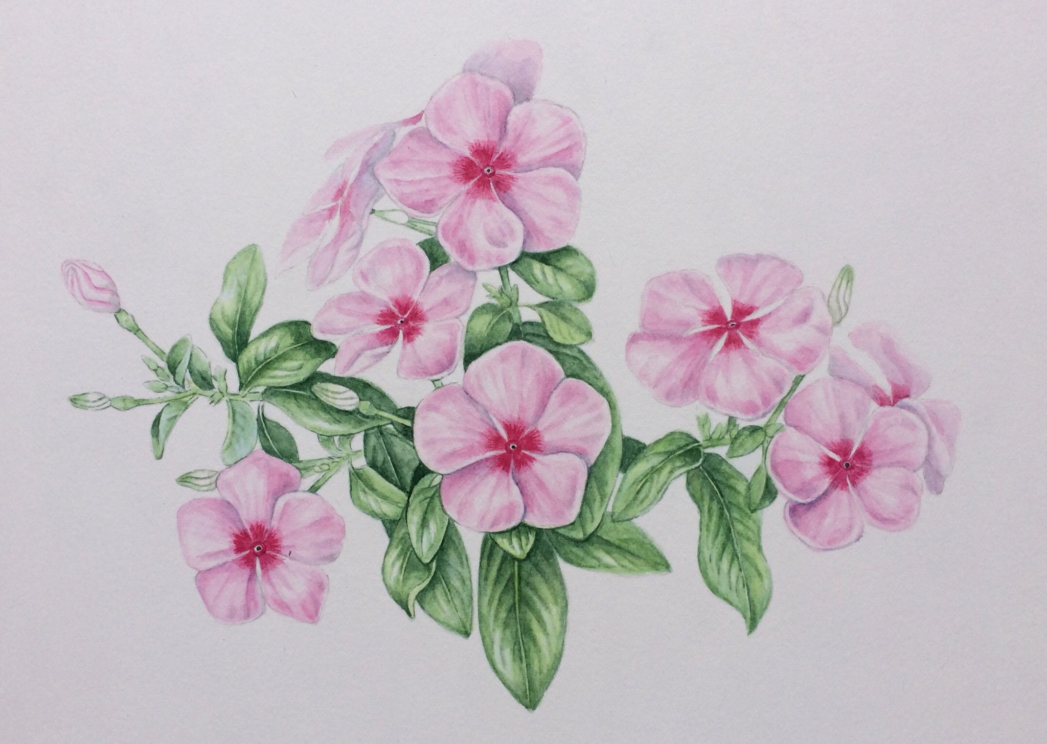ホーリー ニチニチソウ キョウチクトウ科 シンプルな構造の花なので 短時間で描けました ニチニチソウ ボタニカルアート 水彩画 花 イラスト T Co Fvxxr2b7g0 Twitter