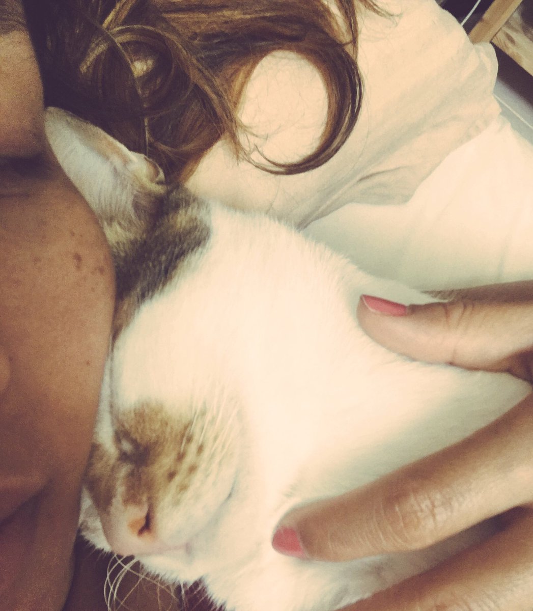 sitifarida1802's tweet photo. It’s Friday! Let’s go back to sleep 😹 #fostercat #AdoptMe #AdoptDontShop #AdoptDontBuy #uaecats #arabianmaucat #catlovers https://t.co/ikJ5tvANVw