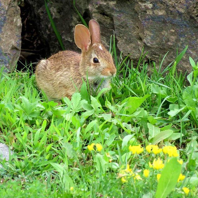 Came across this little #fuzz | Day 23: fuzz | #PADCardiganJezebel #Augustphotoaday @CardiganJezebel #rabbit #bunny #bunniesofinstagram  #natureisbeautiful #bunnies #naturephotography ift.tt/2MTRpzD